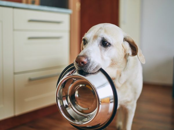 A Guide to Feeding Your Dog for a Longer Life